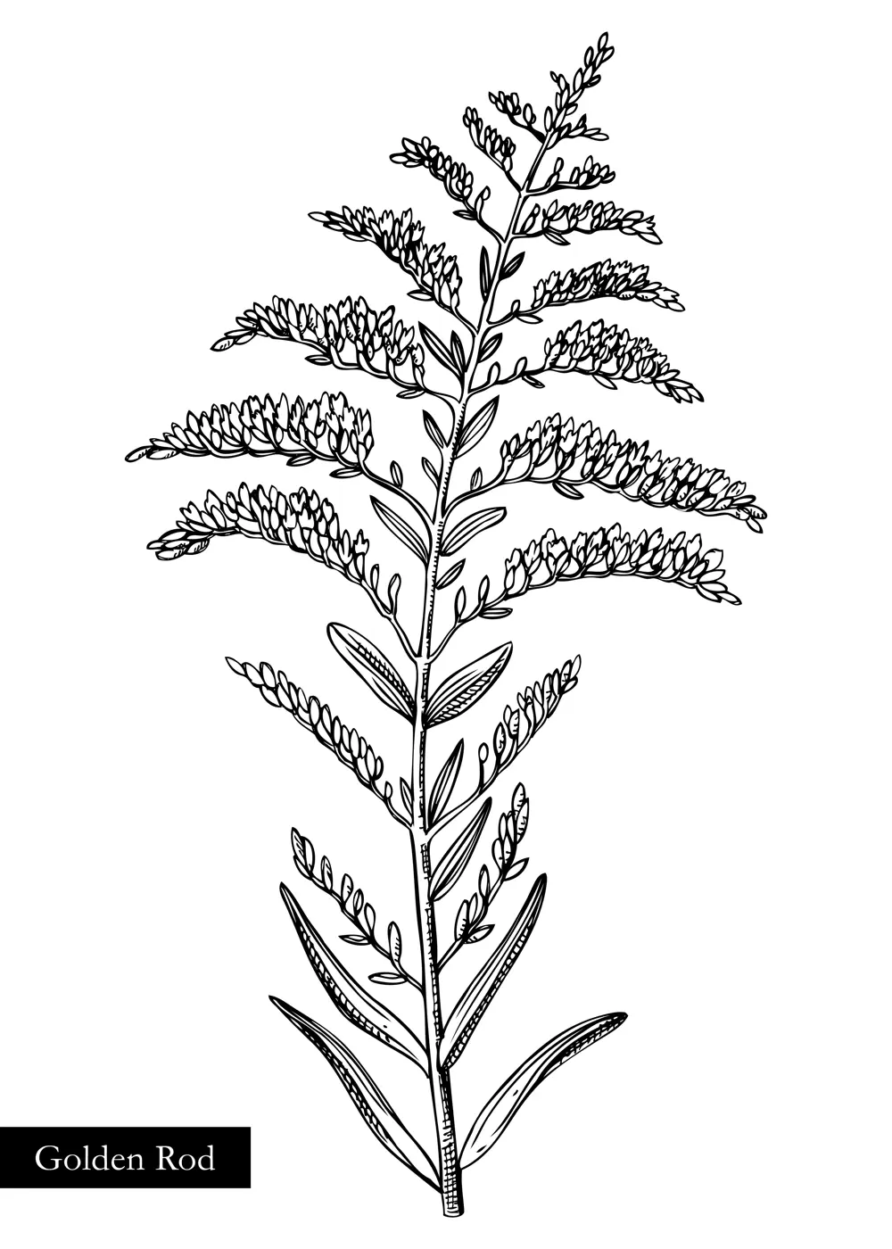 Goldenrod vector illustration. Hand drawn summer flower sketch. Wildflower drawing isolated on white background. Meadows or savannas flowering plant. Floral design element in engraved style Illustration